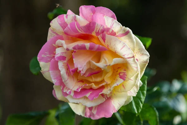 Beautiful Rose Green Background — Stock Photo, Image