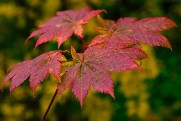 Acer Japonicum Jesiennym Ogrodzie — Zdjęcie stockowe