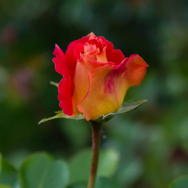 Красная Роза Зеленом Фоне — стоковое фото