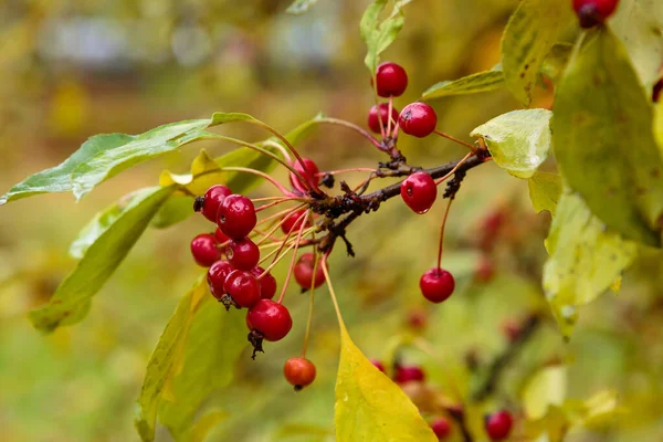 Kırmızı Çilek Bahçedeki Elma Ağacının Malus Floribunda Meyvesi — Stok fotoğraf