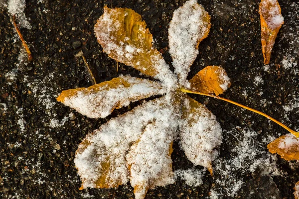 Осенние Цветы Листья Снегу Зима Саду — стоковое фото