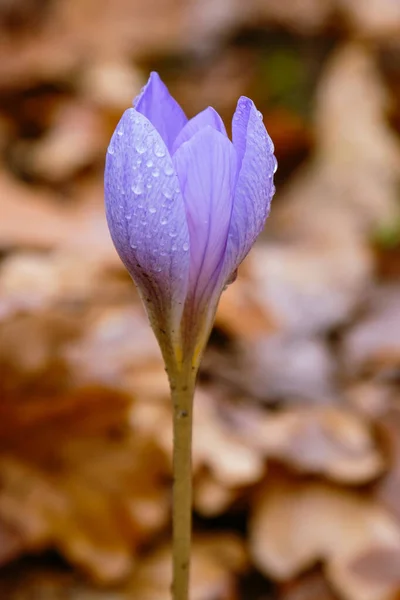 Fleurs Délicates Safran Violet Crocus Speciosus Dans Jardin Automne — Photo