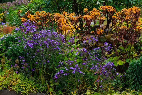Květiny Podzimní Zahradě Trvalky Botanické Zahradě Podzim — Stock fotografie