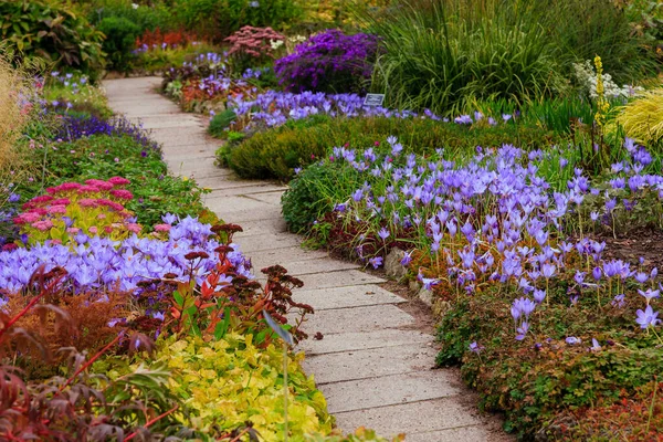 Květiny Podzimní Zahradě Trvalky Botanické Zahradě Podzim — Stock fotografie