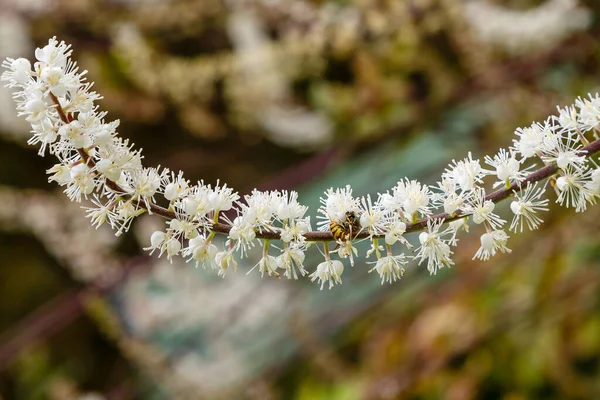 Black cohosh (Cimicifuga racemosa) close up