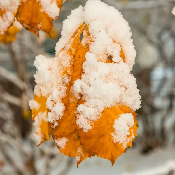 黄叶在雪地里 秋天的树叶和被雪覆盖的树 — 图库照片