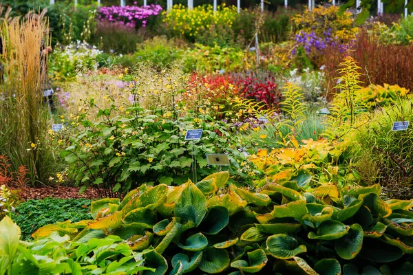 Květiny Podzimní Zahradě Trvalky Botanické Zahradě Podzim — Stock fotografie