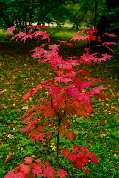 Acer Japonicum Jesiennym Ogrodzie — Zdjęcie stockowe