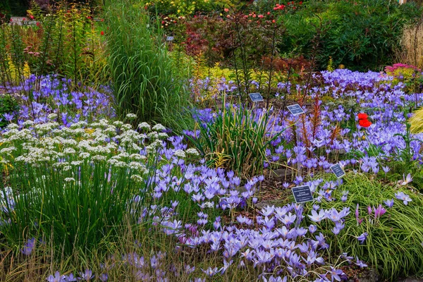 Flowers Autumn Garden Perennials Botanical Garden Autumn — Stock Photo, Image