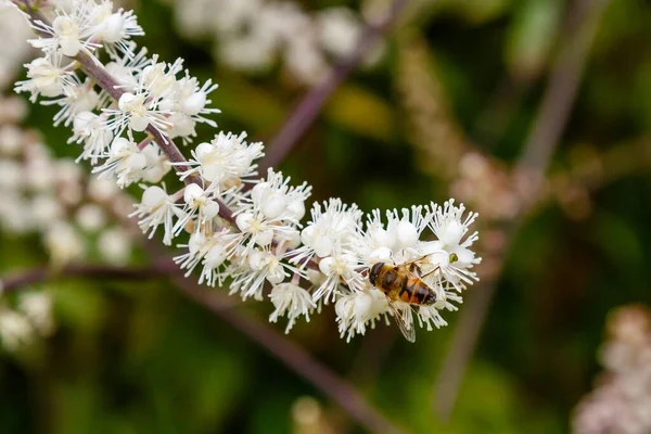 Bee on the flowers of Black cohosh (Cimicifuga racemosa) close up