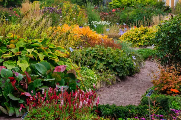 Kwiaty Jesiennym Ogrodzie Byliny Ogrodzie Botanicznym Jesienią — Zdjęcie stockowe