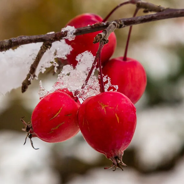 Rote Beeren Auf Den Zweigen Schnee Winter Garten Vögel Füttern — Stockfoto