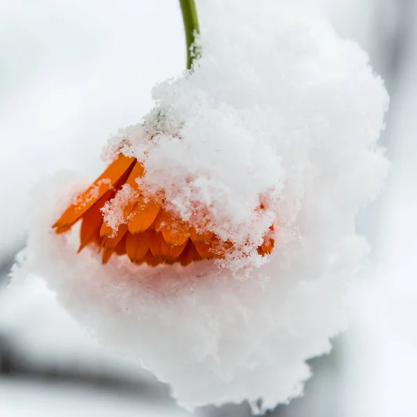 Herbstblumen Und Blätter Schnee Winter Garten — Stockfoto