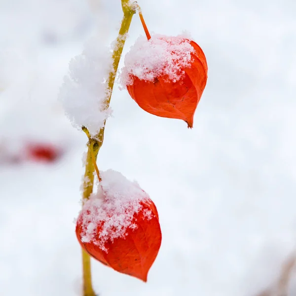 Orangenbeeren Physalis Schnee Physalis Früchte Garten Mit Schnee Bedeckt — Stockfoto