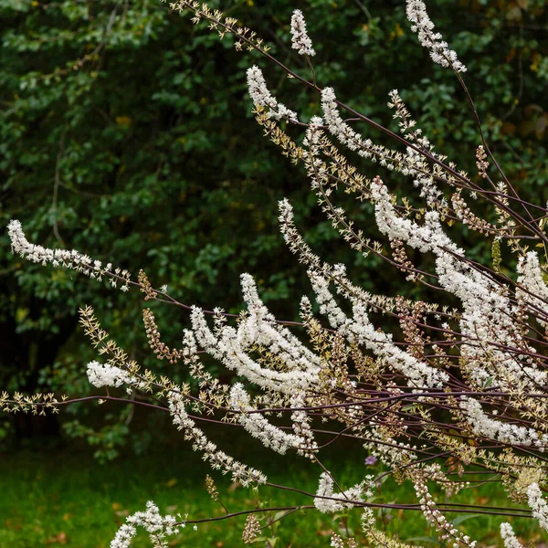 Black cohosh (Cimicifuga racemosa) close up