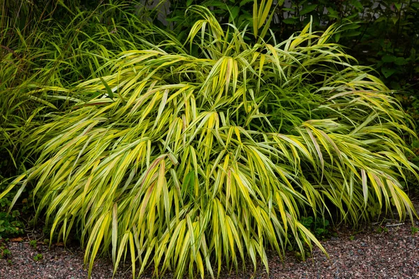 Yellow tuft of Japanese forest grass, Hakonechloa macra aureola. Ornamental Grass - Hakonechloa macra- in autumn garden