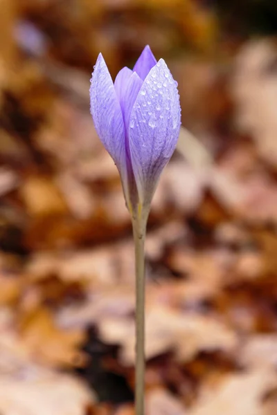 Flori Delicate Șofran Violet Crocus Speciosus Grădina Toamnă — Fotografie, imagine de stoc