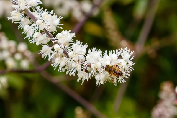 Bee on the flowers of Black cohosh (Cimicifuga racemosa) close up