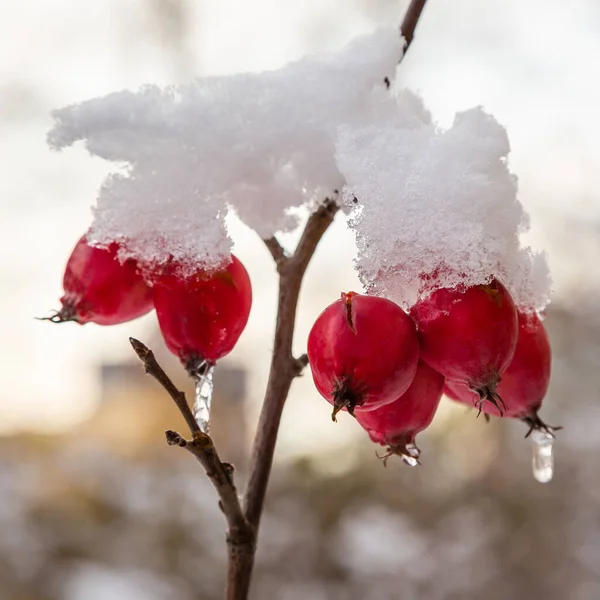 Rote Beeren Auf Den Zweigen Schnee Winter Garten Vögel Füttern — Stockfoto