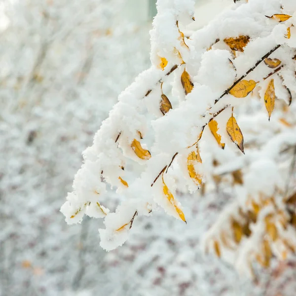 黄叶在雪地里 秋天的树叶和被雪覆盖的树 — 图库照片