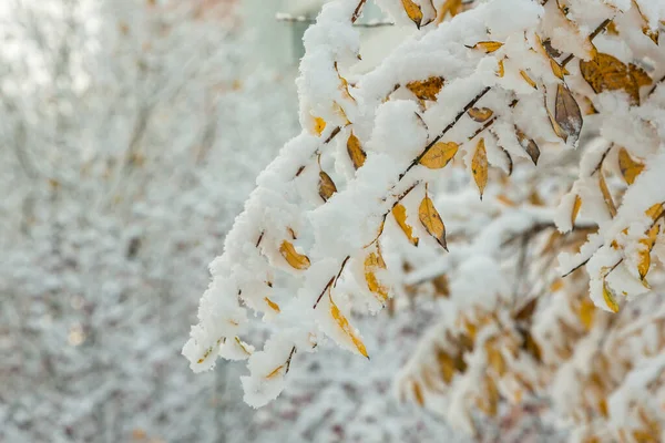 黄叶在雪地里 秋天的树叶和被雪覆盖的树 — 图库照片