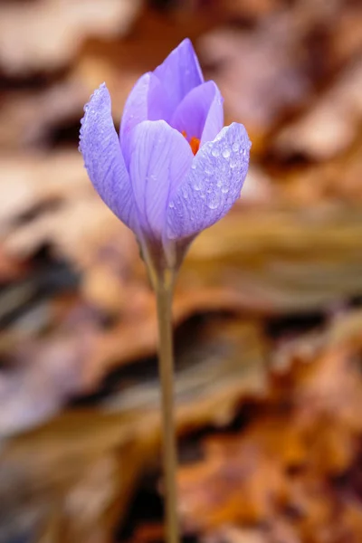 Fleurs Délicates Safran Violet Crocus Speciosus Dans Jardin Automne — Photo