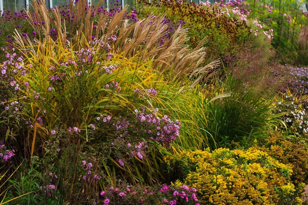 Květiny Podzimní Zahradě Trvalky Botanické Zahradě Podzim — Stock fotografie