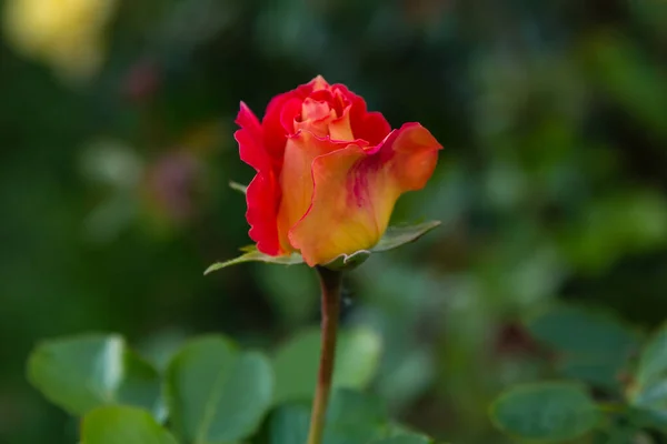 Piękna Czerwona Róża Zielonym Tle — Zdjęcie stockowe