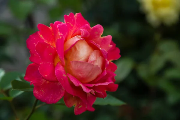 Piękna Czerwona Róża Zielonym Tle — Zdjęcie stockowe