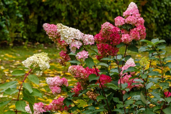 Sonbahar bahçesinde ortanca paniklemesi