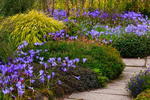 Fiori Nel Giardino Autunnale Perenni Nell Orto Botanico Autunno — Foto Stock