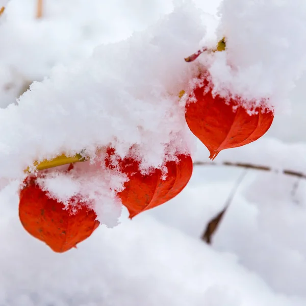 Bayas Naranja Physalis Nieve Fruta Physalis Cubierta Nieve Jardín — Foto de Stock