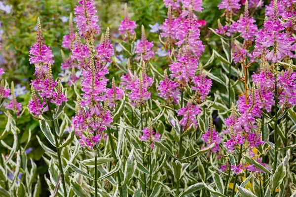 Flores Roxas Lythrum Salicaria Fundo Natural — Fotografia de Stock