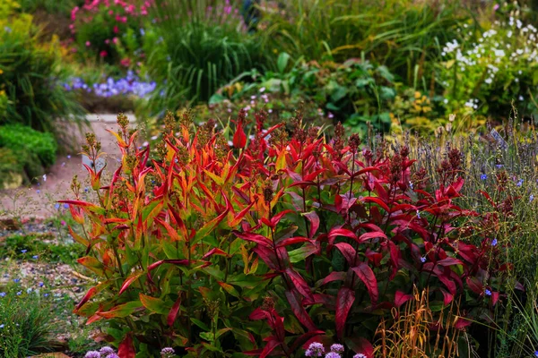 Květiny Podzimní Zahradě Trvalky Botanické Zahradě Podzim — Stock fotografie