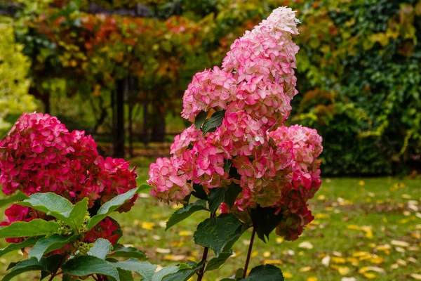 Hortensie Paniculata Herbstlichen Garten — Stockfoto