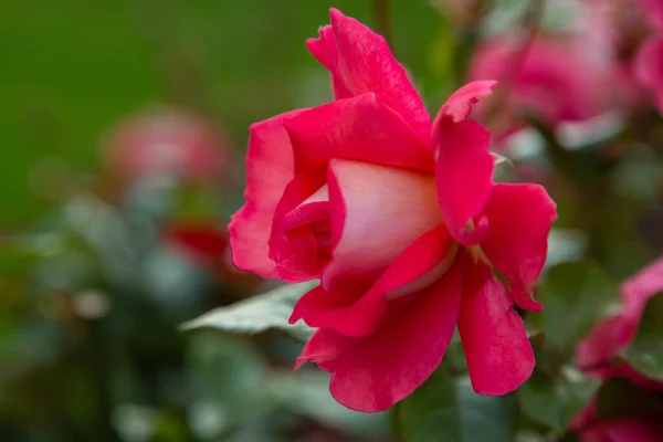 Mooie Roze Roos Groene Achtergrond — Stockfoto