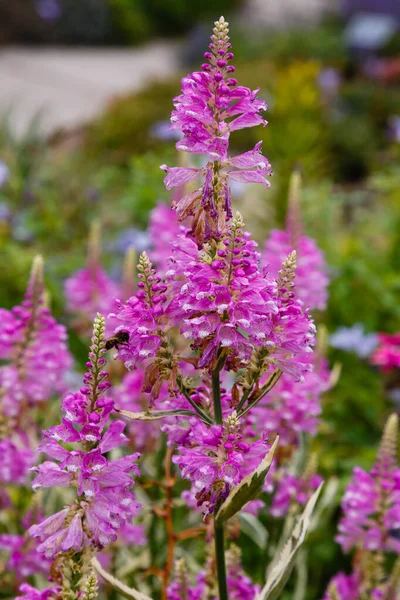 Fiori Viola Lythrum Salicaria Uno Sfondo Naturale — Foto Stock