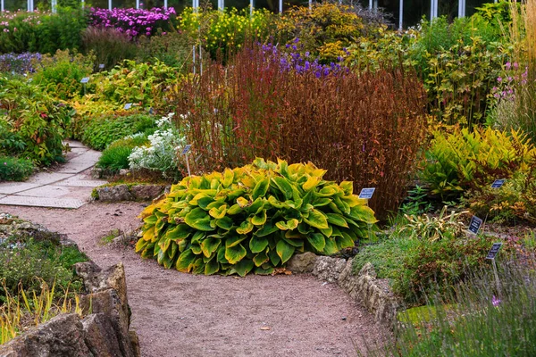 Fiori Nel Giardino Autunnale Perenni Nell Orto Botanico Autunno — Foto Stock