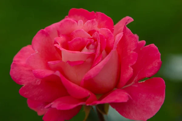 Piękna Różowa Róża Zielonym Tle — Zdjęcie stockowe