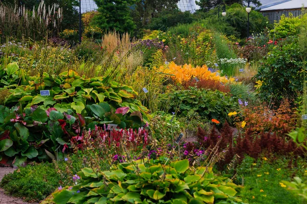 Květiny Podzimní Zahradě Trvalky Botanické Zahradě Podzim — Stock fotografie