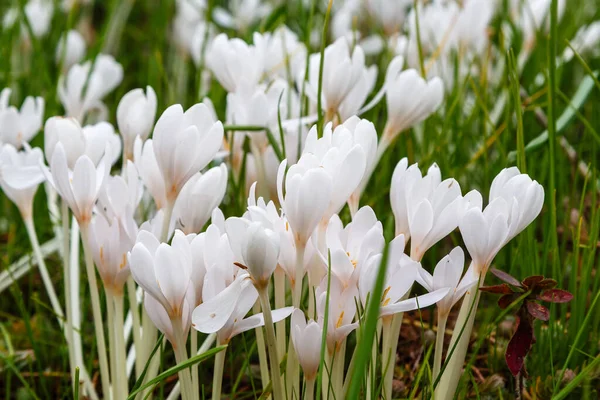 White Colchicum Autumnale or Autumn Crocus. Beautiful Flowers in garden — Stock Image White Colchicum Autumnale Autumn Crocus Beautiful Flowers Garden Royalty Free Stock Images