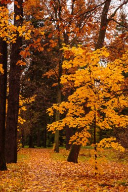 Parkta güzel renkli ağaçların olduğu sonbahar manzarası. Ormanda yol ya da sonbaharda park.