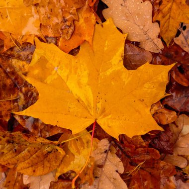 Sonbahar arkaplanı, düşmüş sarı, kırmızı sonbahar yapraklarıyla