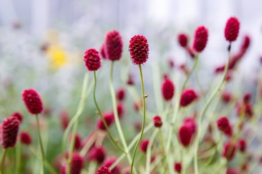 Sanguisorba, Sanguisorba officinalis in natural background. Flowes of burnet in garden. The cultivation of medicinal plants in the garden. clipart