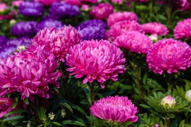 Aster çiçekleri (aster, Michaelmas papatyası) yeşil arka planda. Renkli, renkli, paskalya çiçekleri. Yıllık bitki. Sonbahar bahçesinde, paskalya çiçeği bahçesinin kapağını kapatın..