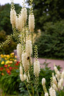 Bahçede Actaea heracleifolia. Bahçede tıbbi bitkiler yetiştiriyor. Cimicifuga racemosa 'nın beyaz kızılötesi doğal arka planda