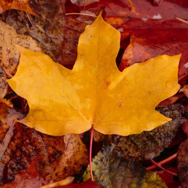 Sonbahar arkaplanı, düşmüş sarı, kırmızı sonbahar yapraklarıyla