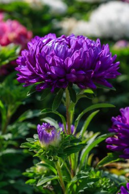 Aster çiçekleri (aster, Michaelmas papatyası) yeşil arka planda. Renkli, renkli, paskalya çiçekleri. Yıllık bitki. Sonbahar bahçesinde, paskalya çiçeği bahçesinin kapağını kapatın..