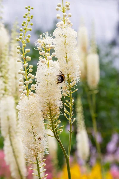 Actaea heracleifolia in garden. Growing medicinal plants in the garden. White inflorescences of cimicifuga racemosa in natural background