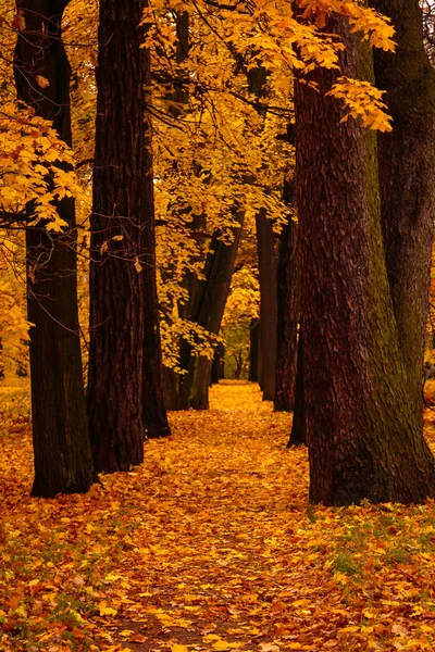 아름다운 색깔의 나무들이 풍경입니다 가을이 숲이나 공원으로 들어가는 — 스톡 사진